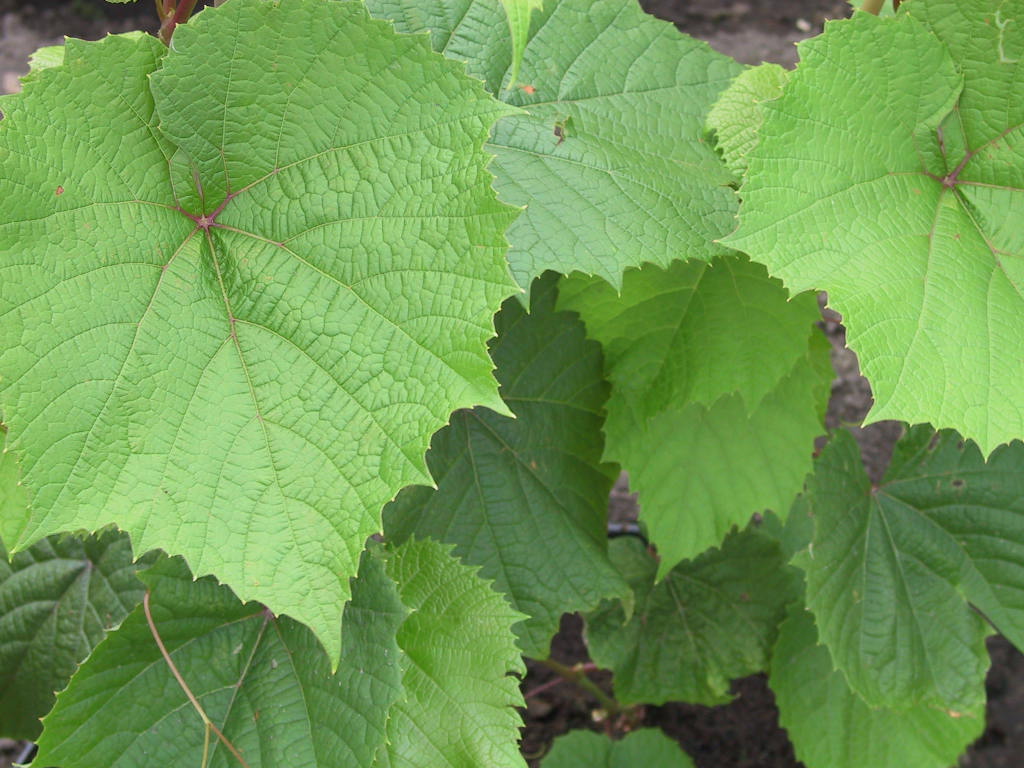 Vitis coignetiae.jpg